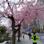 少し早めの東京花見ランしてきました【桜の下を走ろう】