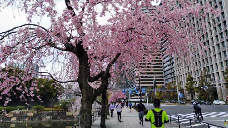 少し早めの東京花見ランしてきました【桜の下を走ろう】