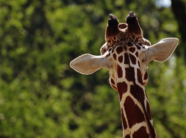 Giraffe 1341638 1280