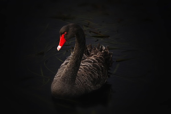 Black swan 122983 640