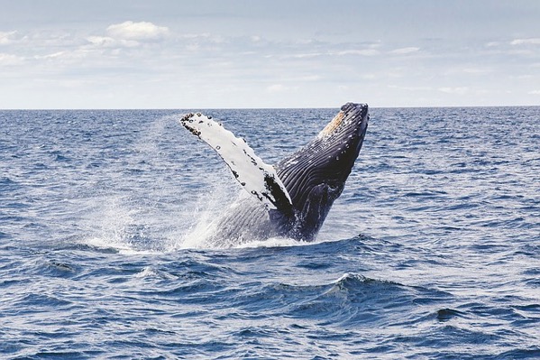 Humpback whale 1209297 640