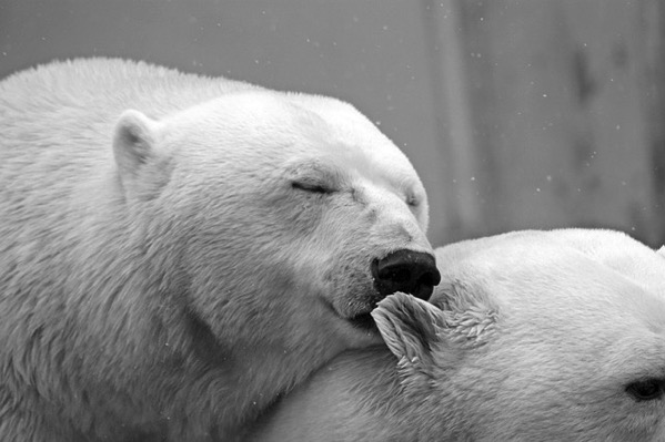 Polar bear 196318 640